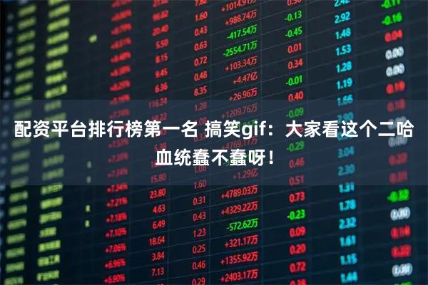 配资平台排行榜第一名 搞笑gif:大家看这个二哈血统蠢不蠢呀!